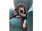Adopt JERICHO aka SLICK a German Shorthaired Pointer