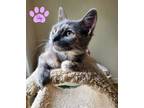 Adopt Will You Be My Forever Family?...I'm An Itty Bitty Kitten and my name is