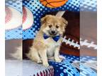 Pomeranian PUPPY FOR SALE ADN-387181 - Adorable Pomeranian Puppy