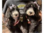 Sheepadoodle PUPPY FOR SALE ADN-387086 - Sheepadoodle Puppies in Texas