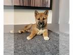 Shiba Inu PUPPY FOR SALE ADN-386909 - Shiba Inu Akc puppy