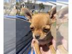 Chihuahua PUPPY FOR SALE ADN-387076 - Peanut