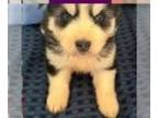 Ausky PUPPY FOR SALE ADN-386863 - Female Aussie Husky Puppy
