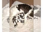 English Springer Spaniel PUPPY FOR SALE ADN-386953 - Liver and white