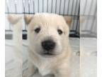 Shiba Inu PUPPY FOR SALE ADN-387042 - AKC Shiba Inu puppy from FB