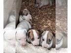 Bull Terrier PUPPY FOR SALE ADN-387105 - English bull terrier puppies Wilmington