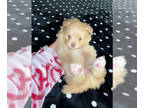 Pomeranian PUPPY FOR SALE ADN-386982 - Pomeranian puppy re home