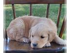 Golden Retriever PUPPY FOR SALE ADN-387148 - Sweet Puppies