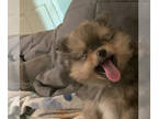 Pomeranian PUPPY FOR SALE ADN-386904 - BrunoGorgeous sweet boy Pom