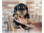 Rottweiler PUPPY FOR SALE ADN-386921 - Adorable Rottweilers