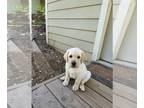 Labrador Retriever PUPPY FOR SALE ADN-386990 - Adorable AKC Yellow Labrador