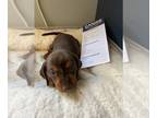 Dachshund PUPPY FOR SALE ADN-386879 - Miniature dachshund puppies