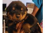 Rottweiler PUPPY FOR SALE ADN-386836 - Akc registered German Rottweilers
