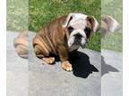 English Bulldog PUPPY FOR SALE ADN-386947 - Beau