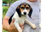 Beagle DOG FOR ADOPTION ADN-387025 - Full Beagle Puppy