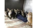 Adopt Seven Kittens a Tabby