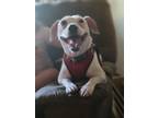 Adopt Miley a Jack Russell Terrier, Terrier