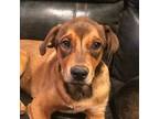 Adopt Archer (LF-Fostered in TN) a Rottweiler, Shepherd