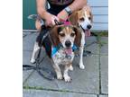 Adopt Mabel and Hoss a Beagle