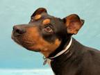 Adopt Reggie a Rottweiler, Mixed Breed