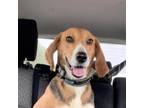 Adopt Trixie a Hound, Beagle