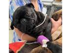 Adopt Pugsly (Urgent Medical Foster Needed) A Pug
