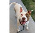 Adopt Faith a Pit Bull Terrier, Jack Russell Terrier