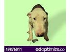 Adopt Gorgon, Son of Skrygorn a Bull Terrier, Mixed Breed