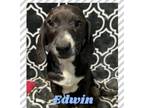 Adopt Edwin a Basset Hound, Dachshund