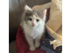 Adopt Lucy a Domestic Short Hair, Calico