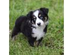 Australian Shepherd Puppy for sale in Riverton, UT, USA