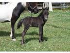 Black Miniature filly