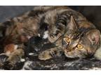 Adopt Lilo (aka Kachina) & Kittens a Brown Tabby Domestic Shorthair (short coat)