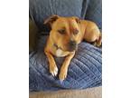 Adopt Chakra a Brindle American Pit Bull Terrier / Mixed dog in Hampstead