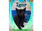 Adopt Fera & Hugo a Black & White or Tuxedo Domestic Shorthair (short coat) cat