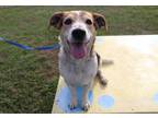 Adopt *ELM a Tricolor (Tan/Brown & Black & White) Beagle / Mixed dog in Ocala