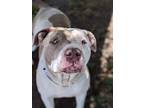 Adopt a White American Pit Bull Terrier / Mixed dog in Visalia, CA (34685091)