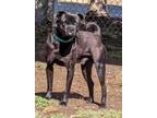 Adopt *FRANK a Black Pug / Mixed dog in Visalia, CA (34685087)