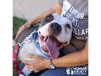 Adopt TRIXIE a Gray/Blue/Silver/Salt & Pepper Pit Bull Terrier / Mixed dog in