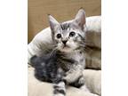 Adopt Scotch a Brown Tabby Domestic Mediumhair (medium coat) cat in Huntington