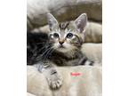 Adopt Sugar a Brown Tabby Domestic Mediumhair (medium coat) cat in Huntington