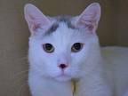 Adopt PRINCE a White Domestic Mediumhair / Mixed (medium coat) cat in Denver