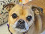 Adopt SABAN a Tan/Yellow/Fawn Pug / Beagle / Mixed dog in Denver, CO (34681326)