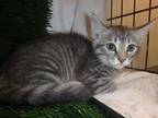 Adopt CLEO a Gray, Blue or Silver Tabby Domestic Shorthair / Mixed (short coat)