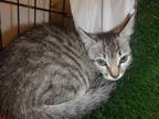 Adopt PETRA a Brown Tabby Domestic Shorthair / Mixed (short coat) cat in Van