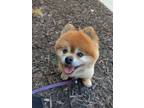Adopt Pebbles a Red/Golden/Orange/Chestnut Pomeranian / Mixed dog in