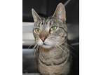 Adopt Becky a Gray or Blue Domestic Shorthair / Oriental / Mixed cat in