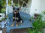 Adopt Rocky a Black Australian Cattle Dog / Mixed dog in Walpole, MA (34684928)