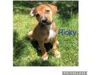 Adopt Ricky a Tan/Yellow/Fawn - with Black Rhodesian Ridgeback / Mixed dog in