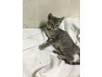 Adopt Oliver a Gray or Blue Domestic Shorthair / Mixed (short coat) cat in